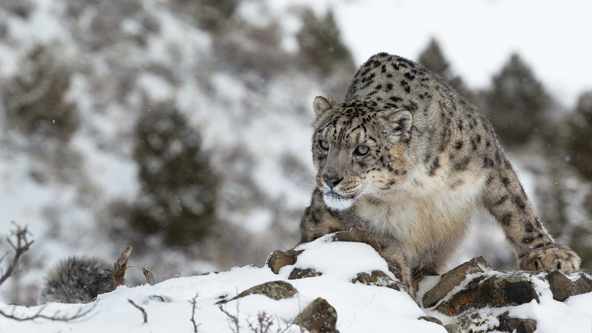 hidden-places-travel-snow-leopard